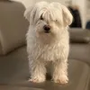 afa_the_dog