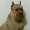 tiagobuenno