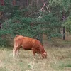 luzleo59