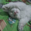bravely.bear