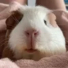 guineapigbanana