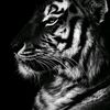 alzghier218