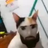 dyjgedvoe