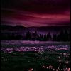 ar_alisha