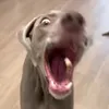 crrrabik