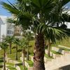 aksel_amros