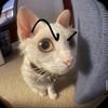 wuffi0nies
