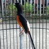 laskarcuanfarm_57