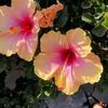 saiges_jj_670