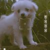 sapana_304