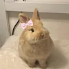 Thỏ xinh_202🐰