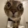 ltthyfvbjug