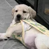 nambear_1528