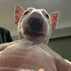 khoingo12ggggg