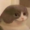 penguinpenguon
