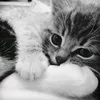 niecutes