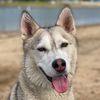 reishi_the_husky