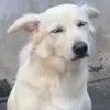 dog.sua
