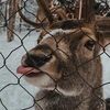 indi_0966