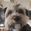 loppifloppi