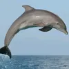 dolphinzzz_