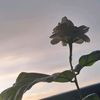 pl5521828lm