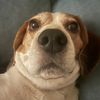 pepino_xdl