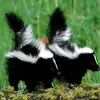 krolkrosnadariusz