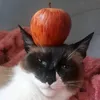catstackchallenge