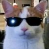 napoleon_gatopro