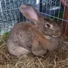 the_rabbit_50