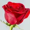 aboalmaram1