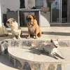 dogloverdiary