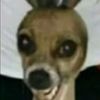 .vkoiip