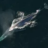 bluewhale_6699