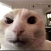 telatinteracat