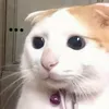 transtung