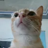 czaaaczar