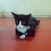 Blacky