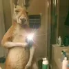 iskjdbd