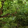 laurenceduforest