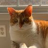 ginger_396