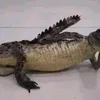 leekaggg