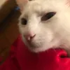 mund_drill_smv