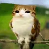 meowl_fan41