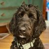 bobby_doggy331