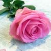 amalalgh5