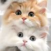 mian.afzal.1234