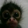 .horny.squirrel