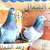 raedalshamali9